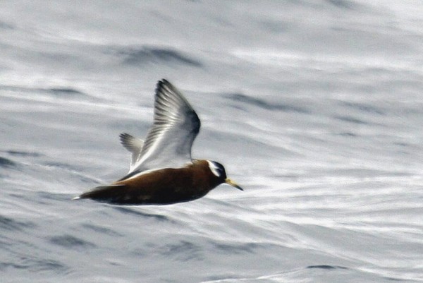 Red Phalarope