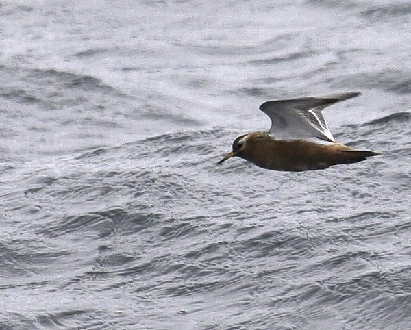 Red Phalarope
