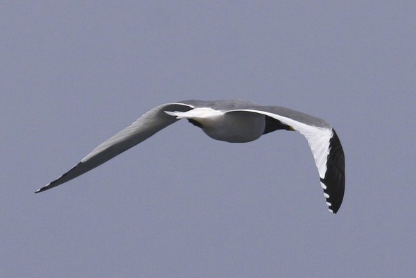Sabine's Gull
