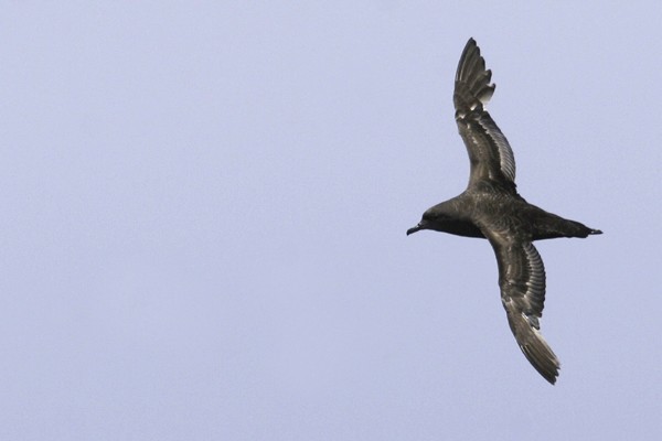 Sooty Shearwater