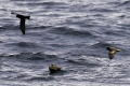 Ashy Storm-Petrel