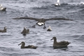 Black-footed Albatross