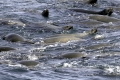 California Sealion