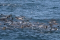 California Sealion