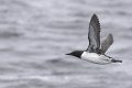 Common Murre