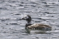 Long-tailed Duck