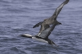 Pacific Loon & Sooty Shearwater