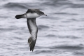 Pink-footed Shearwater