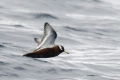 Red Phalarope