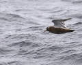 Red Phalarope
