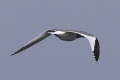 Sabine's Gull