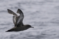 Sooty Shearwater