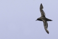 Sooty Shearwater