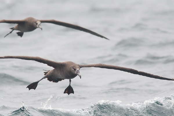 Black-footed Albatross