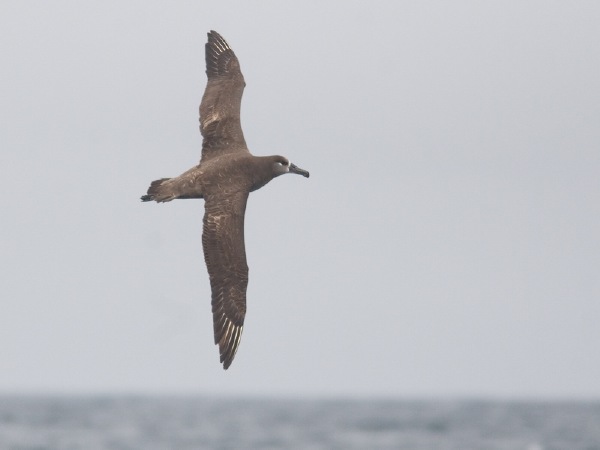 Black-footed Albatross