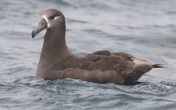 Black-footed Albatross