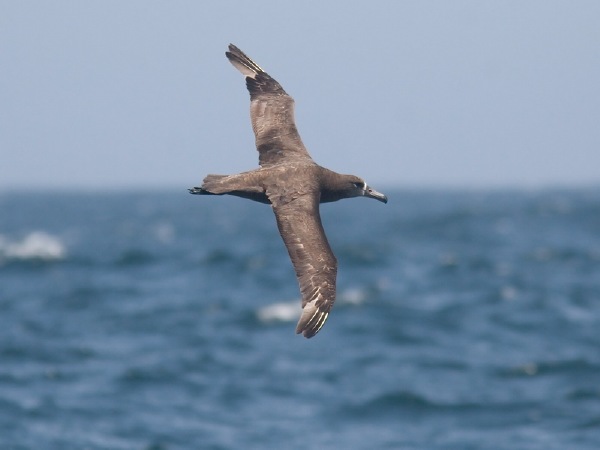 Black-footed Albatross