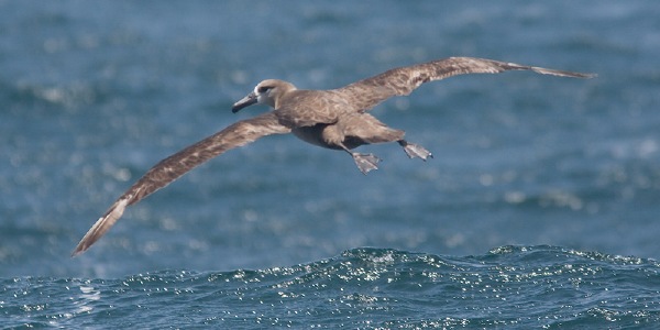 Black-footed Albatross
