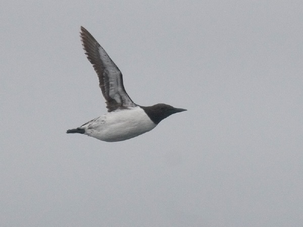 Common Murre