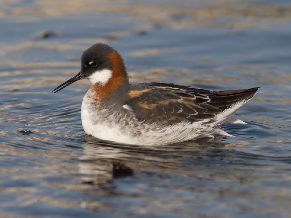 Red-necked Phalarope