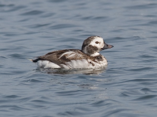 Long-tailed Duck