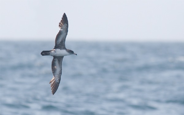Pink-footed Shearwater