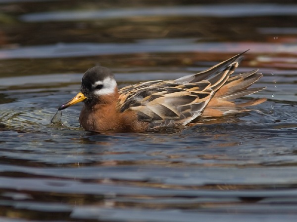 Red Phalarope