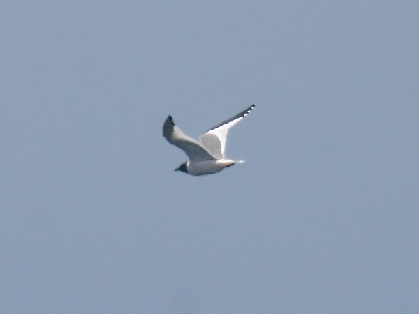 Sabine's Gull