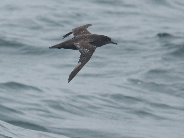 Sooty Shearwater