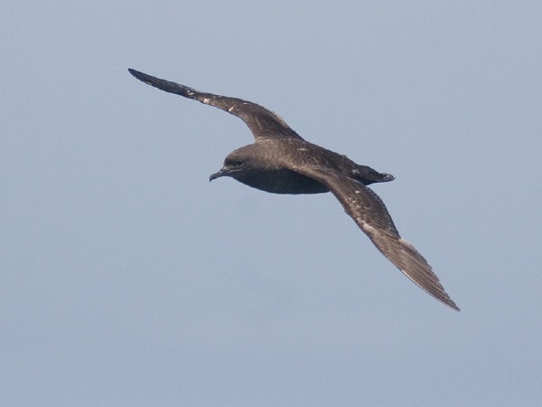 Sooty Shearwater