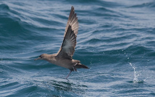 Sooty Shearwater
