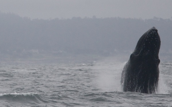 Humpback Whale