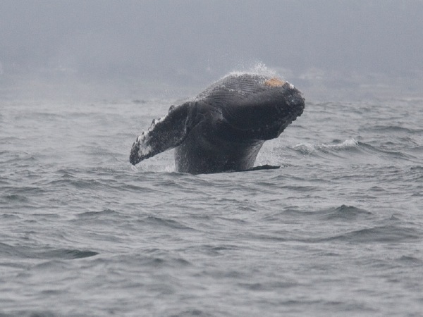 Humpback Whale