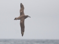 Black-footed Albatross