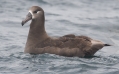 Black-footed Albatross