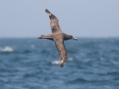 Black-footed Albatross