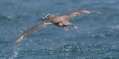 Black-footed Albatross