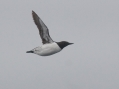 Common Murre
