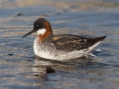 Red-necked Phalarope