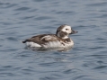 Long-tailed Duck