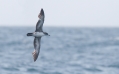 Pink-footed Shearwater