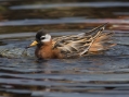 Red Phalarope