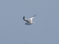 Sabine's Gull