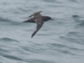 Sooty Shearwater