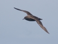 Sooty Shearwater