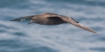 Sooty Shearwater