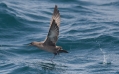 Sooty Shearwater
