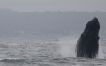 Humpback Whale