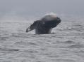 Humpback Whale