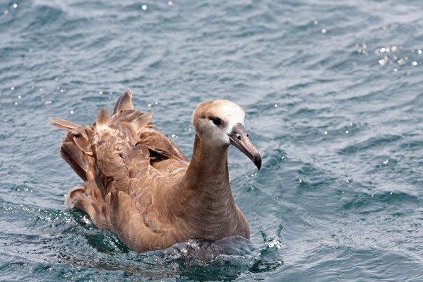 Black-footed Albatross